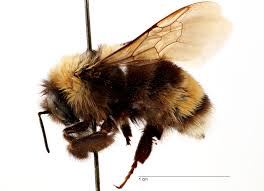 Attēlu rezultāti vaicājumam “Bombus”
