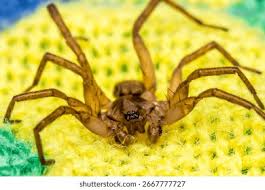 Attēlu rezultāti vaicājumam “Tegenaria sp.”