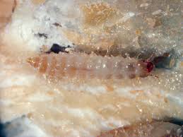 Attēlu rezultāti vaicājumam “Orthosia sp. larva”