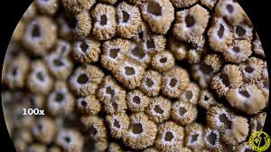 Attēlu rezultāti vaicājumam “Merismodes anomala”