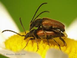 Attēlu rezultāti vaicājumam “Pseudovadonia livida”