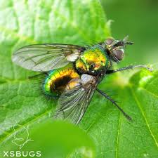 Attēlu rezultāti vaicājumam “Tachinidae”