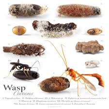 Attēlu rezultāti vaicājumam “Ichneumonidae cocoon”