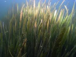 Attēlu rezultāti vaicājumam “Alisma gramineum”