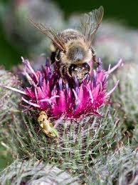 Attēlu rezultāti vaicājumam “Arctium tomentosum fruit”