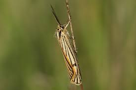 Attēlu rezultāti vaicājumam “Spiris striata”