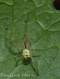 Attēlu rezultāti vaicājumam “Phylloneta sp.”
