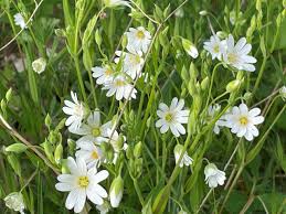Attēlu rezultāti vaicājumam “Stellaria holostea flower”