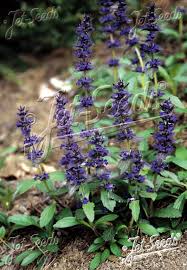 Attēlu rezultāti vaicājumam “Ajuga genevensis flower”