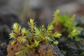 Attēlu rezultāti vaicājumam “Bryum rubens”