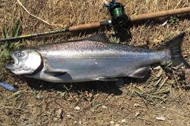 Image result for Oncorhynchus tshawytscha