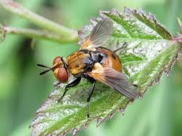 Attēlu rezultāti vaicājumam “Gymnosoma sp.”