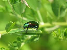 Attēlu rezultāti vaicājumam “Chrysolina fastuosa”