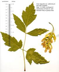 Attēlu rezultāti vaicājumam “Acer negundo leaf”