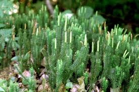 Attēlu rezultāti vaicājumam “Lycopodium annotinum”