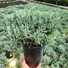 Attēlu rezultāti vaicājumam “Andromeda polifolia bud”