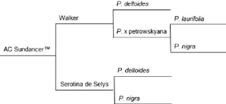 Attēlu rezultāti vaicājumam “Populus x petrowskyana”