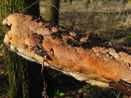 Attēlu rezultāti vaicājumam “Oxyporus corticola”