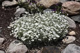Attēlu rezultāti vaicājumam “Cerastium tomentosum”