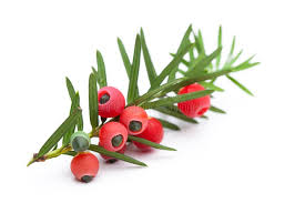 Attēlu rezultāti vaicājumam “Taxus baccata fruit”