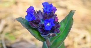Attēlu rezultāti vaicājumam “Pulmonaria angustifolia leaf”