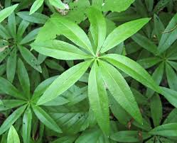 Attēlu rezultāti vaicājumam “Oenothera rubricauli leaf”