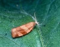 Attēlu rezultāti vaicājumam “Pandemis cinnamomeana female”