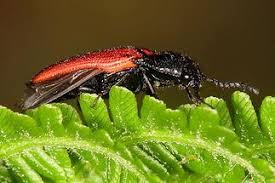 Attēlu rezultāti vaicājumam “Ampedus sp.”