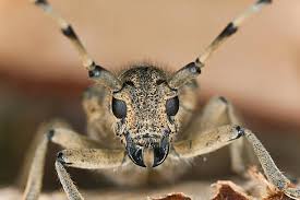 Attēlu rezultāti vaicājumam “Saperda carcharias”