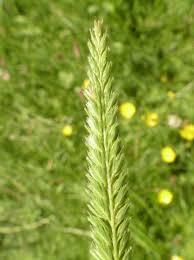 Attēlu rezultāti vaicājumam “Cynosurus cristatus”