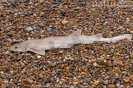 Image result for Scyliorhinus canicula