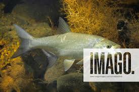 Image result for Aspius aspius