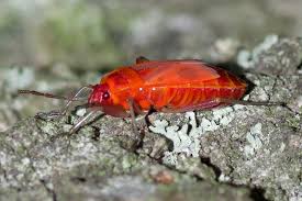 Attēlu rezultāti vaicājumam “Pyrrhocoris apterus nymph”