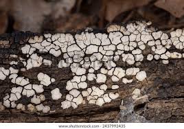 Attēlu rezultāti vaicājumam “Xylobolus frustulatus”