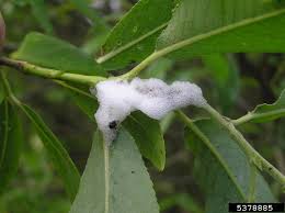 Attēlu rezultāti vaicājumam “Aphrophora salicina”