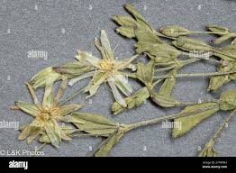 Attēlu rezultāti vaicājumam “Stellaria crassifolia”