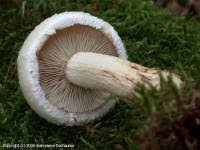 Attēlu rezultāti vaicājumam “Pholiota heteroclita”