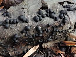 Attēlu rezultāti vaicājumam “Hypoxylon fragiforme / howeianum”