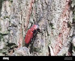 Attēlu rezultāti vaicājumam “Cucujus cinnaberinus”