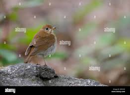 Image result for Catharus fuscescens