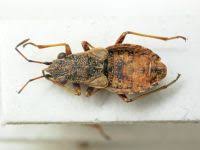 Attēlu rezultāti vaicājumam “Nithecus jacobaeae”