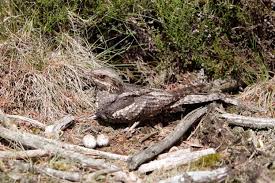 Attēlu rezultāti vaicājumam “Caprimulgus europaeus nest”