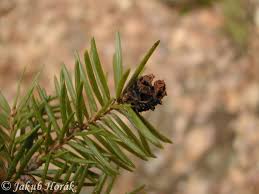 Attēlu rezultāti vaicājumam “Adelges laricis”