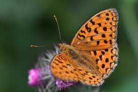 Attēlu rezultāti vaicājumam “Argynnis laodice”