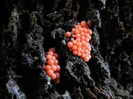 Attēlu rezultāti vaicājumam “Brefeldia maxima macro”