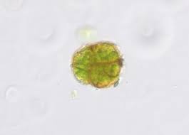 Attēlu rezultāti vaicājumam “Syntrichia latifolia”