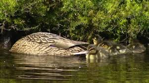 Attēlu rezultāti vaicājumam “Anas platyrhynchos juvenile”