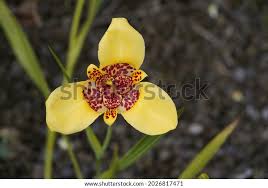 Image result for Pardancanda norrisii