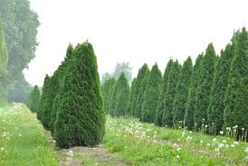 Attēlu rezultāti vaicājumam “Thuja occidentalis”