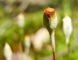 Attēlu rezultāti vaicājumam “Serpoleskea subtilis sporophyte”